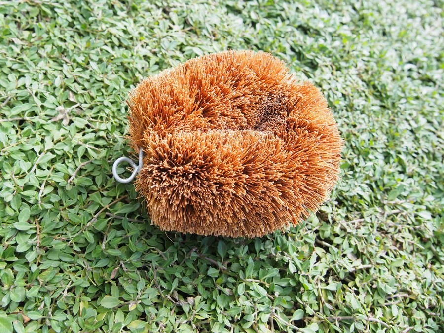 クラピア栽培のコツ