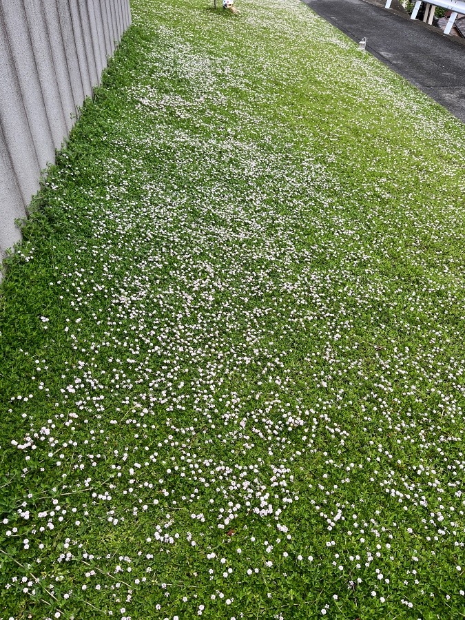 今年もお花が咲きました